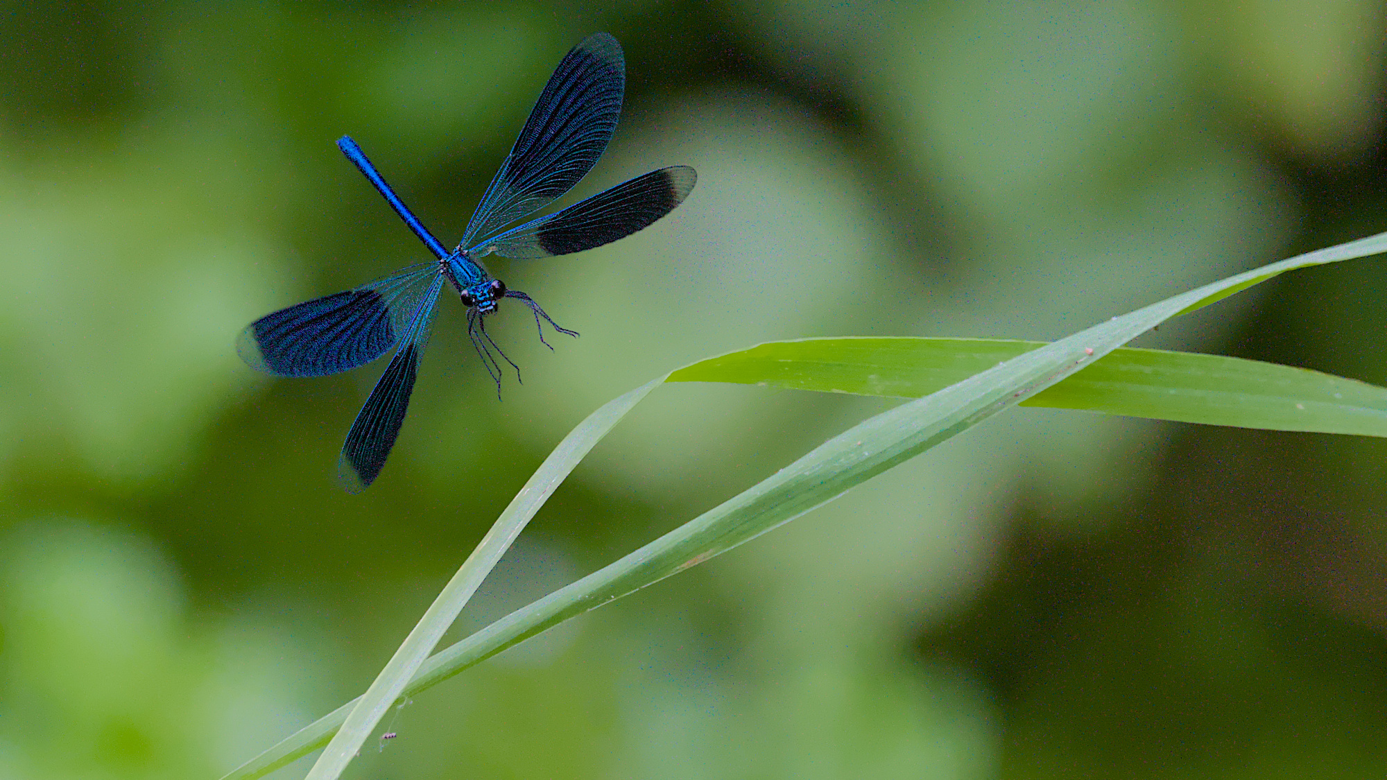 Gebänderte Prachtlibelle Im Landeanflug